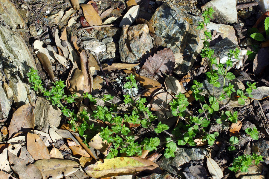 Veronica arvensis